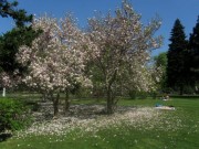 stadtgarten2magnolie130428