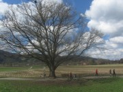 eiche-giersberg150410