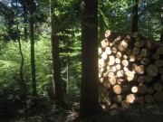 ottilien7buchenwald140416