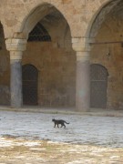 akko-katze131031