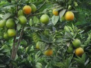 hagolan8orangen131029