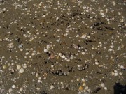 strand10muscheln140510