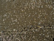 strand11muscheln140510