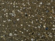 strand12muscheln140510