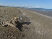 strand4wurzel160503