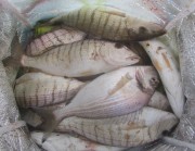 strand7fische160503