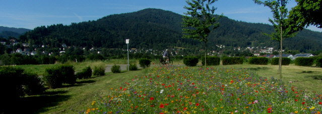 Blick von FR.Ebnet im Dreisamtal nach Süden über Wildblumen auf FR-Littenweiler am 4.7.2014