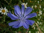 blumen10wegwarte1406