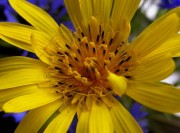 blumen10wiesenbocksbart1406