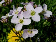 blumen10wiesenschaumkraut1404