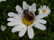 blumen7margerite1406