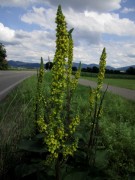 blumen8koenigskerze1407