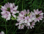 blumen9kronwicke1407