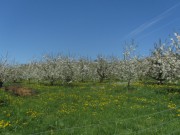 eggenertal10apfelbluete150419
