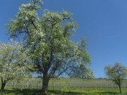 eggenertal12birnbaum150419