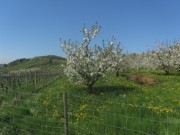 eggenertal9apfel-halbstamm150419