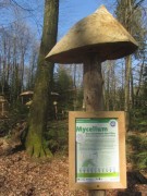 waldhaus3mycelium150412