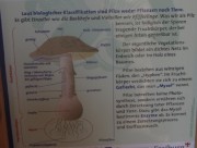 waldhaus6pilze150412