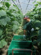 reichenau1gurken150528