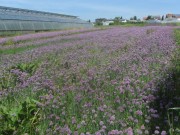 reichenau5lauch150528