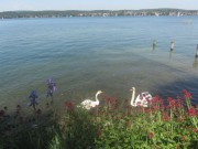 reichenau7allensbach150528