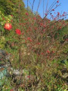 trockenmauer2garten-rosen151021