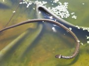 hirzberggarten10ringelnatter190730