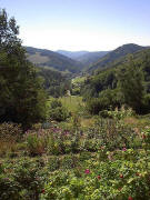 Blick von den Belchenh�fen ins Tal der Kleinen Wiese nach Neuenweg