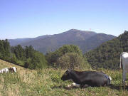 Von der Klbelescheuer: Blick nach Nordosten zum Belchen am 3.9.2003