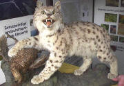 Luchs aus dem Freiburger Naturkundemuseum