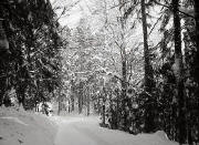 Pfisterwald bei St. M�rgen - Foto Elmar Klein