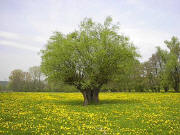 Aus der Ferne: Baum im Löwenzahn - April 2002