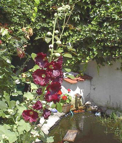 Malve (Stockrose) im Dreisamtal - August 2002