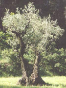 1000j�hriger Olivenbaum