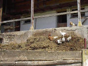 H�hner auf dem Mist, Kleiserhof im Spriegelsbach Mai 2003