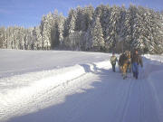 Herr Weber mit dem Pferdeschlitten am 1.2.2004 am Vorderen Willmen