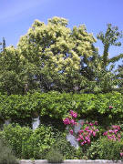 Blühender Kastanienbaum