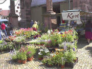 Vor dem Münsterportal: Viele Blumen bei Gärtnerei Kost aus St.Georgen