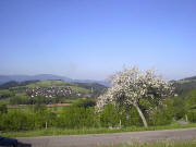 Blick vom Schmittenbach auf St. Peter (Hornhof rechts), 25.5.2004