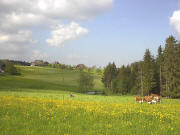 Blick vom Willmenhof nach Südosten zum Thurner am 28.5.2004