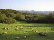 Blick von der Berghauser Kapelle nach Osten bis hin zum Belchen am 1.9.2004