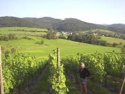 Blick nach S�dosten �ber die Weinberge nach S�lden