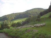 Blick nach Nordwesten zum Duggenhauerhof im Suggental am 3.9.2004
