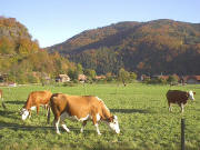 Blick nach Osten auf Utzenfeld hoch zum Erleboden am 24.10.2004