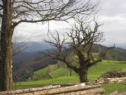 Blick auf der Eckleberghöhe nach Süden zur 500 Jahre alten Eiche