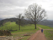 Blick nach Süden auf dem Pass der Eckleberghöhe über den Kandel-Höhenweg am 9.4.2005