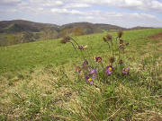 K�chenschelle am Badberg - oben links der Katharinenberg