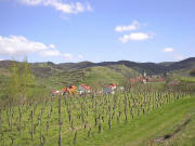 Blick nach Osten auf Schelingen