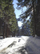 Waldweg zwischen Brendturm und Naturfreundehaus am 8.2.2005
