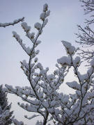Hamamelisblüten im Schnee am 18.2.2005